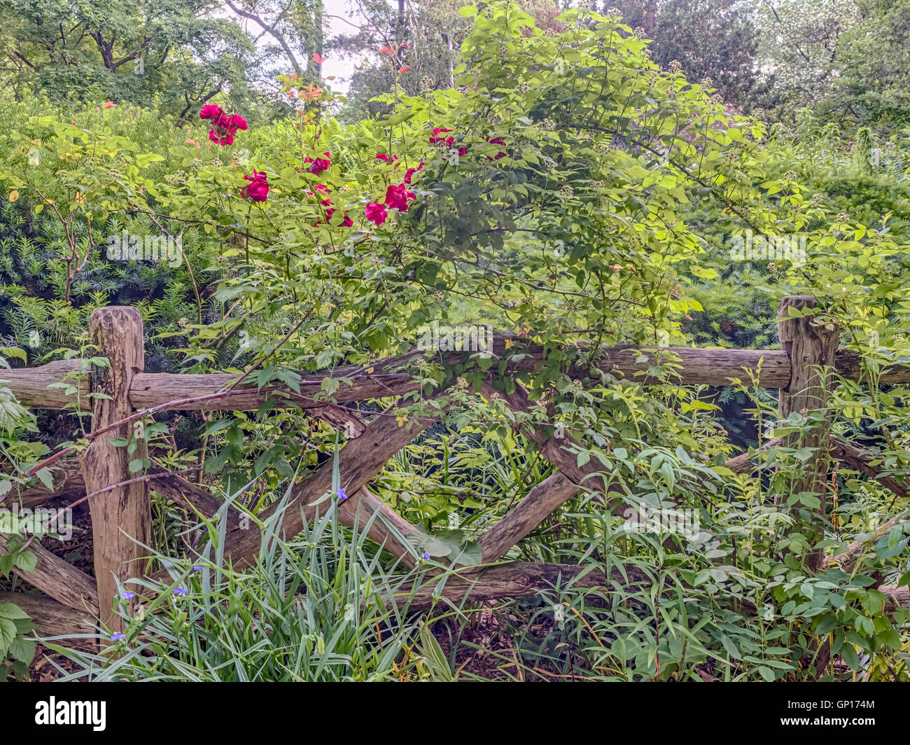 Il Central Park di New York City Shakespeare Garden Foto Stock