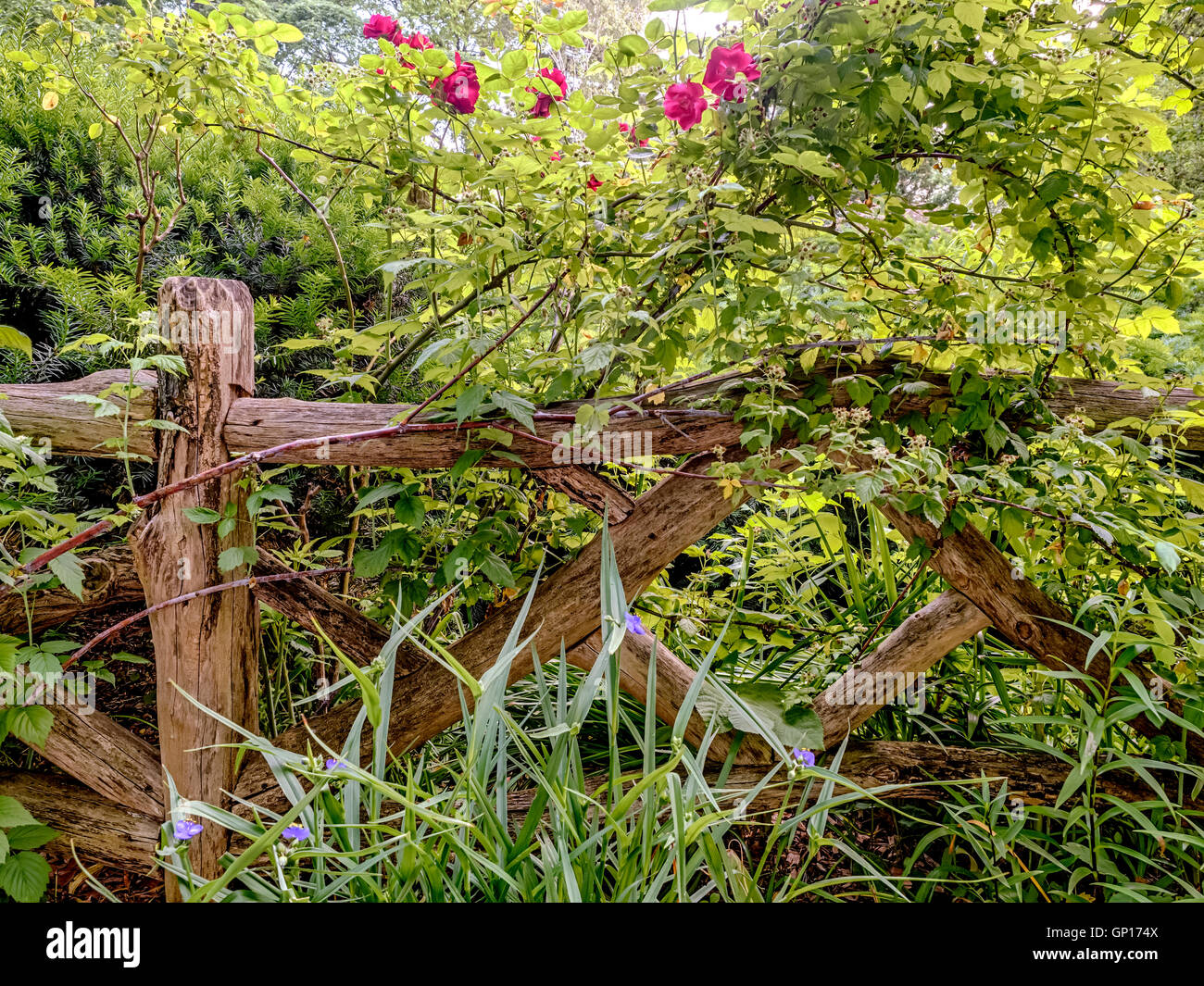 Il Central Park di New York City Shakespeare Garden Foto Stock