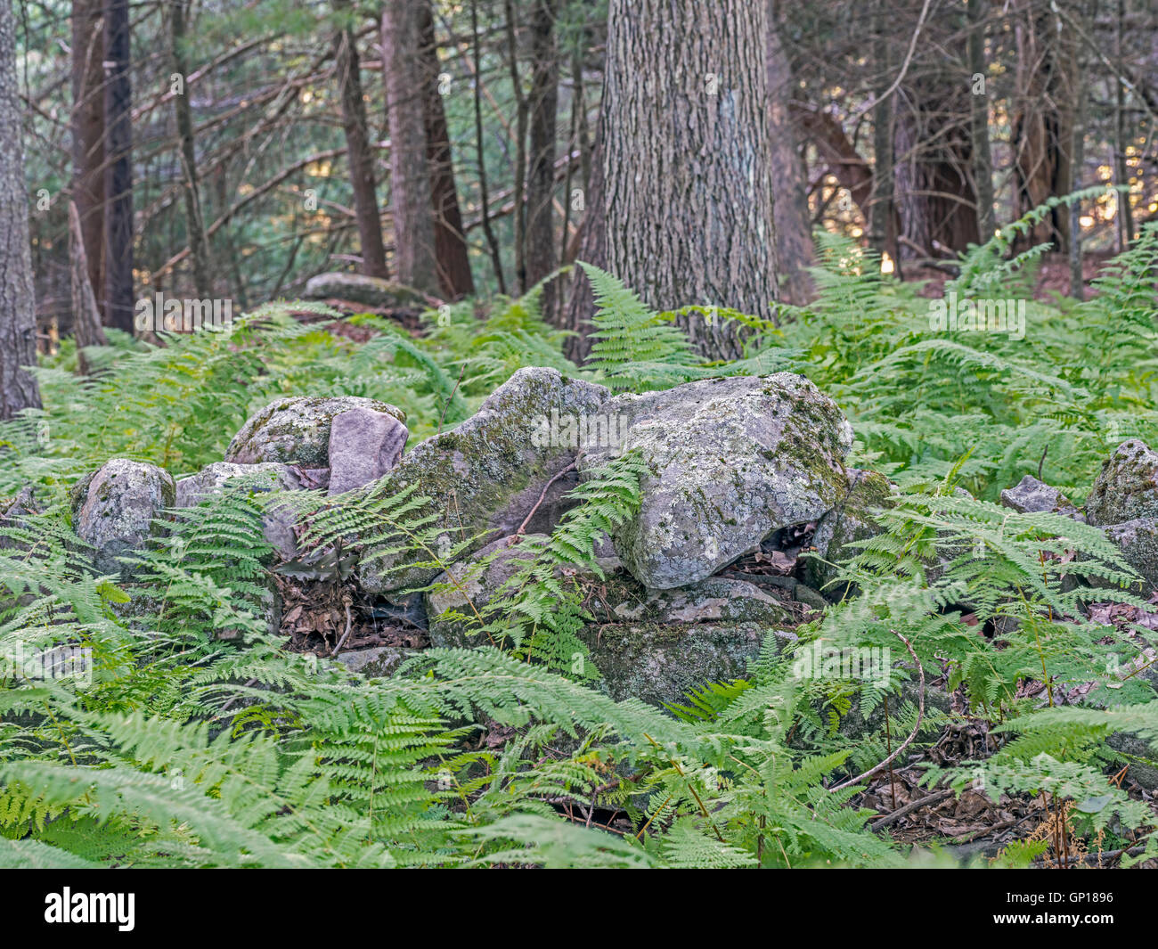 Felci piante vascolari con foglie vere megaphylls, pinnate nella foresta in Upstate New York Foto Stock