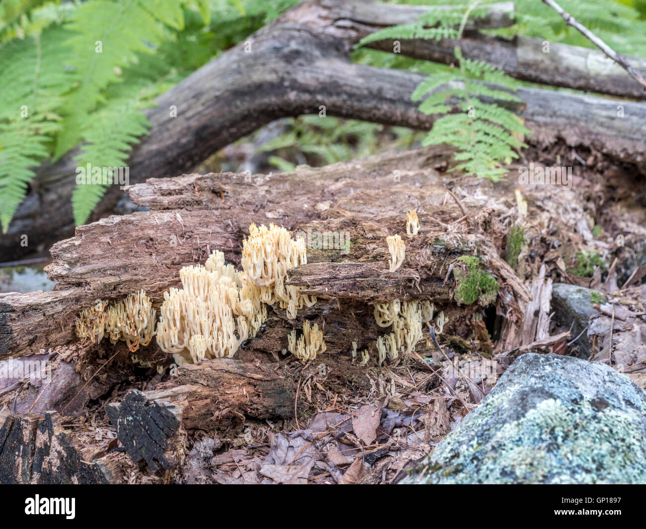 Clavulina cristata, comunemente noto come il corallo bianco fungo o crested coral fungo Foto Stock