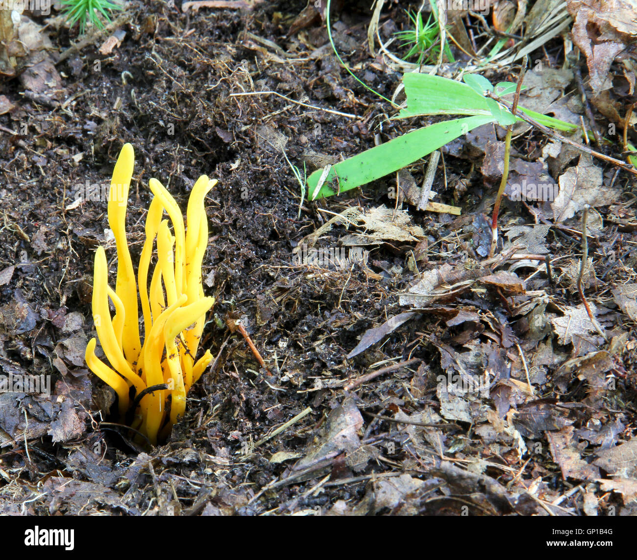 Corallo Giallo funghicoltura sul suolo della foresta Foto Stock