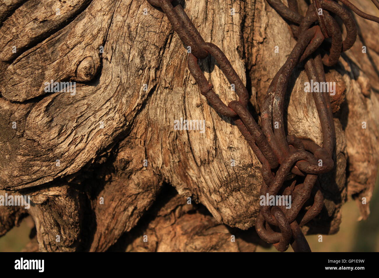 La catena intorno un log Foto Stock