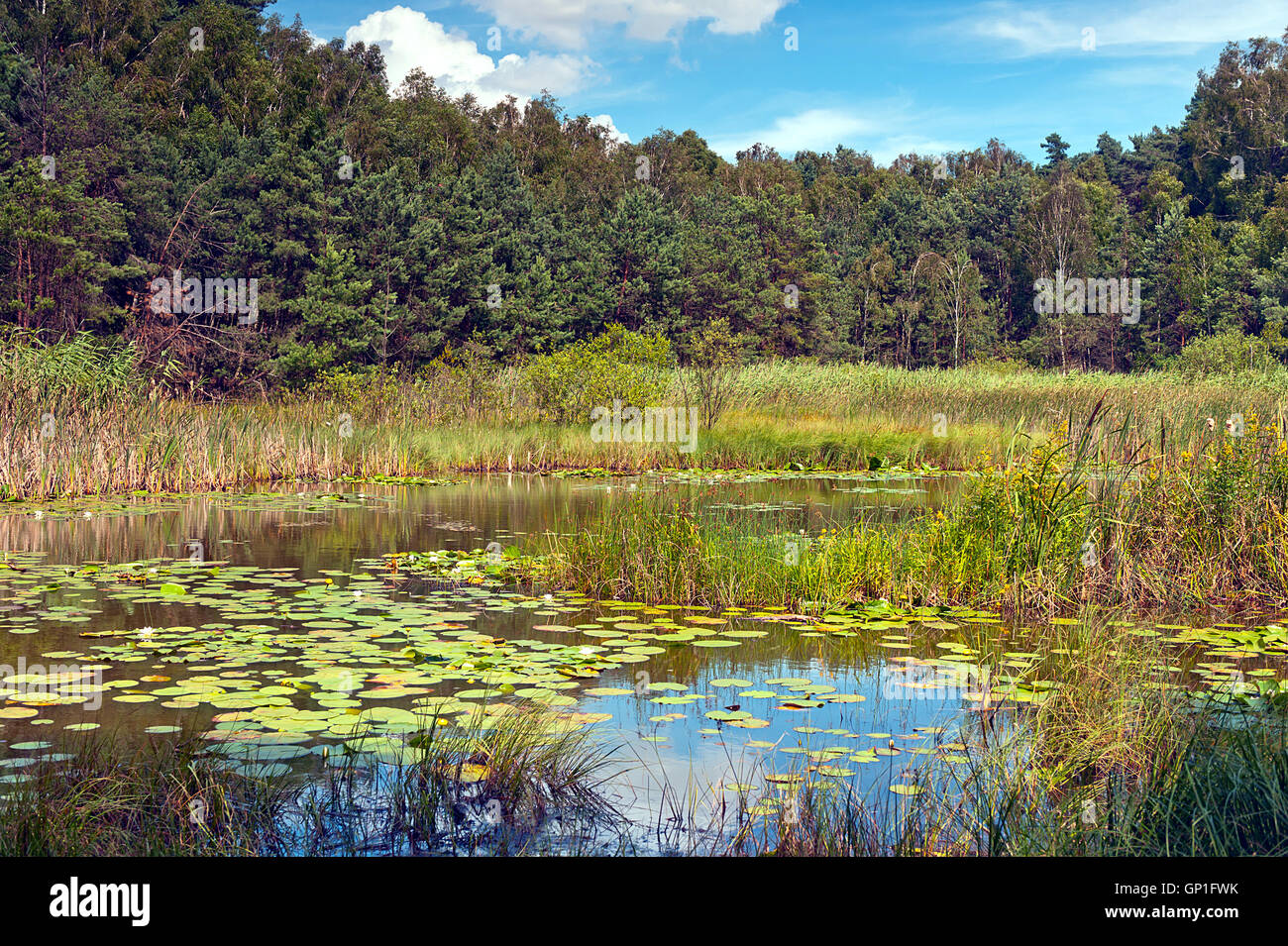 Wild area della palude in Polonia Foto Stock