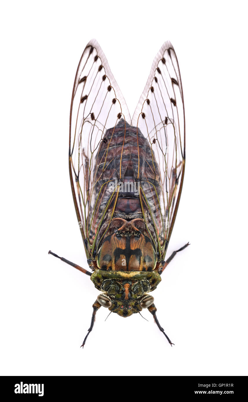 Cicala isolati su sfondo bianco Foto Stock