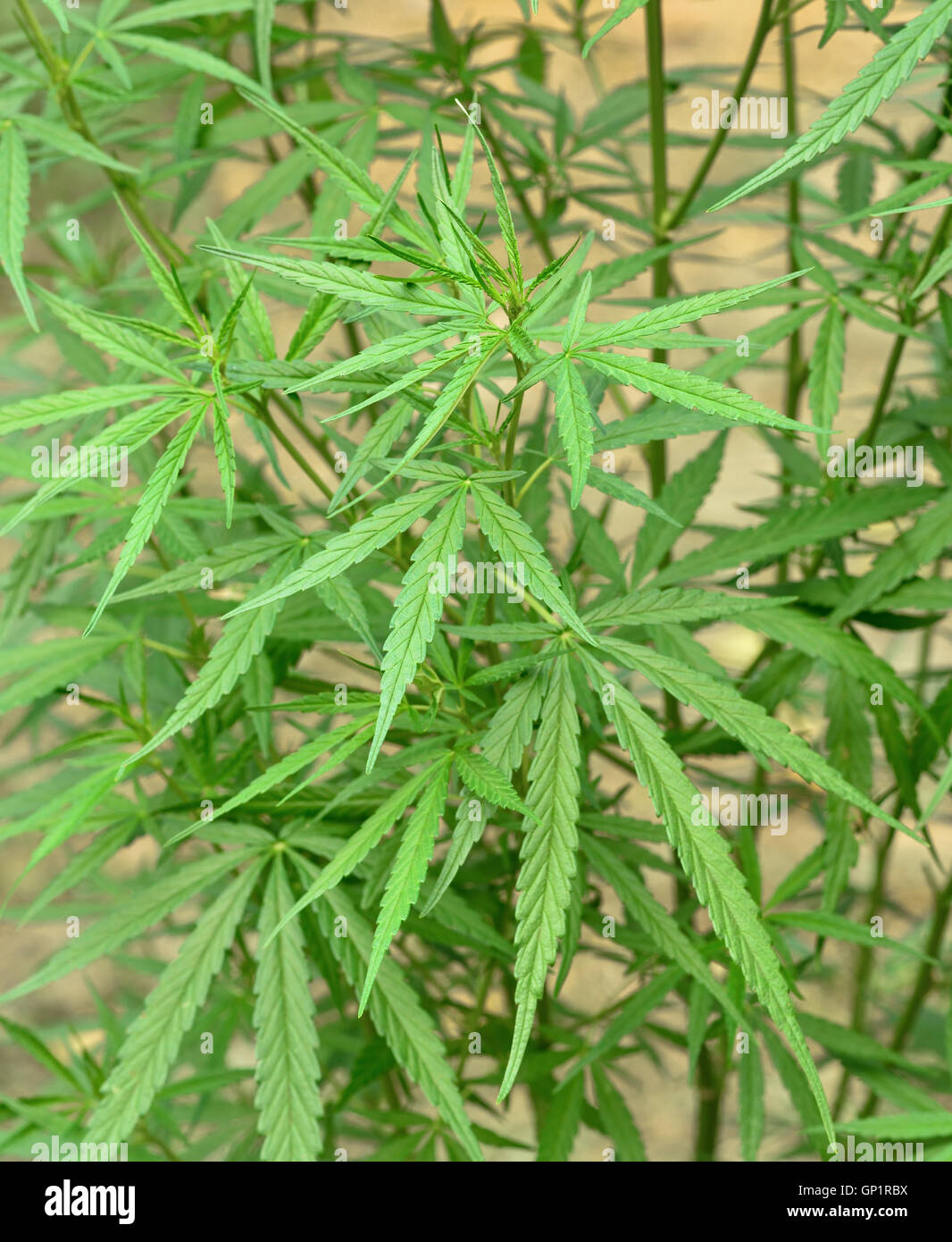 Pianta di cannabis Foto Stock