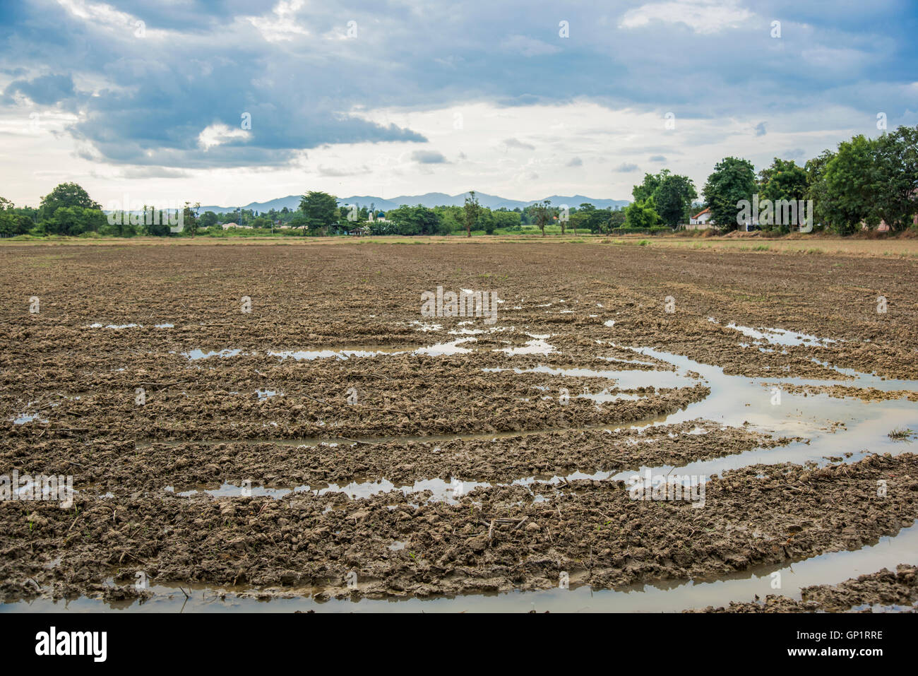 I lavori di preparazione del terreno, la semina Riso di aratura Foto Stock
