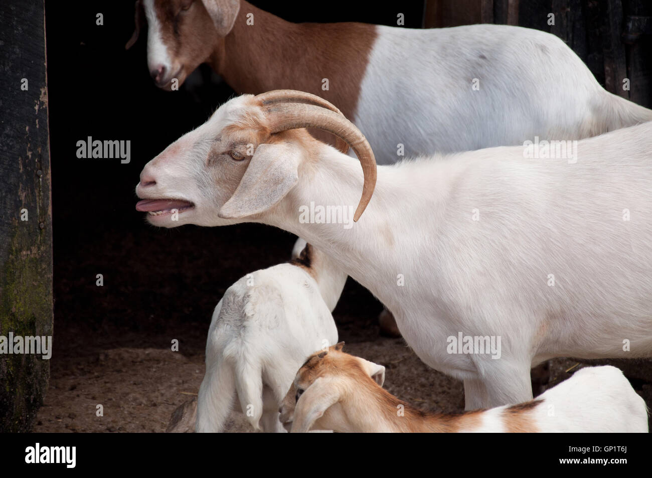 Una capra grida in una stalla. Foto Stock