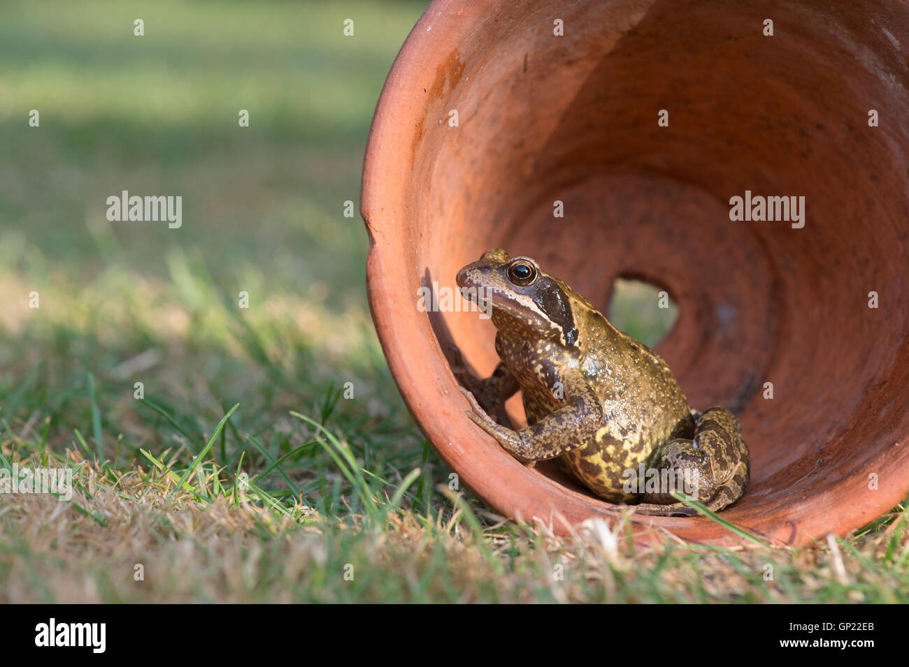 Rana temporaria. Giardino in comune rana in un vaso di terracotta. Regno Unito Foto Stock