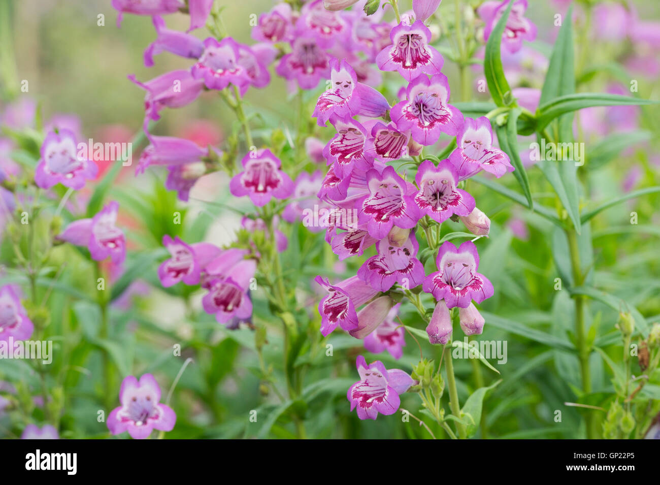 Penstemon 'Pensham victoria prugna' fiori Foto Stock