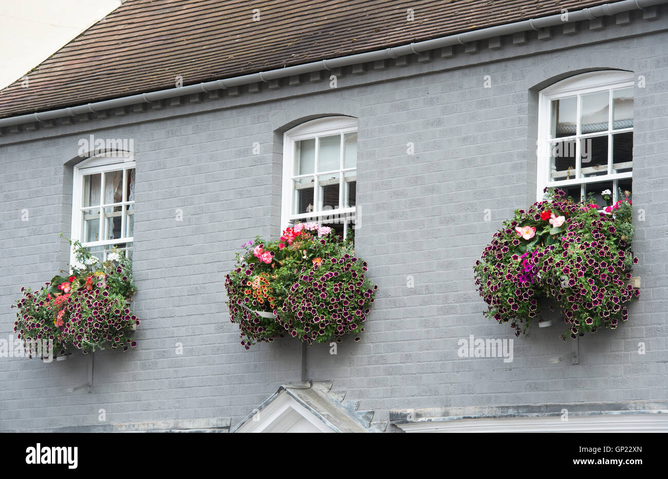 Impianto / Fiori scatole di finestra su un dipinto di grigio casa anteriore nella città di Pershore, Worcestershire, Regno Unito Foto Stock