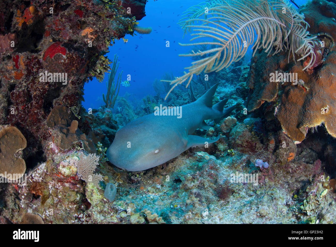 Squalo nutrice, Ginglymostoma cirratum, Turneffe Atoll, dei Caraibi, del Belize Foto Stock