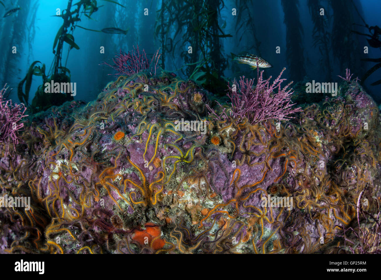 Fragile colorate stelle nella foresta di Kelp, Ophiothrix spiculata, Isole del Canale, CALIFORNIA, STATI UNITI D'AMERICA Foto Stock