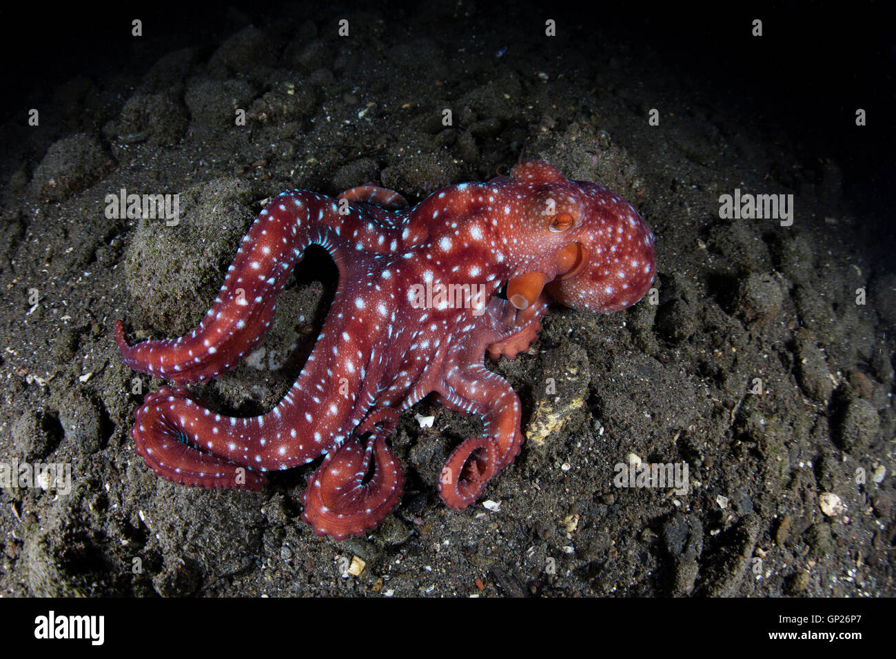 Notte stellata di polpo, Octopus luteus, Parco Nazionale di Komodo, Indonesia Foto Stock