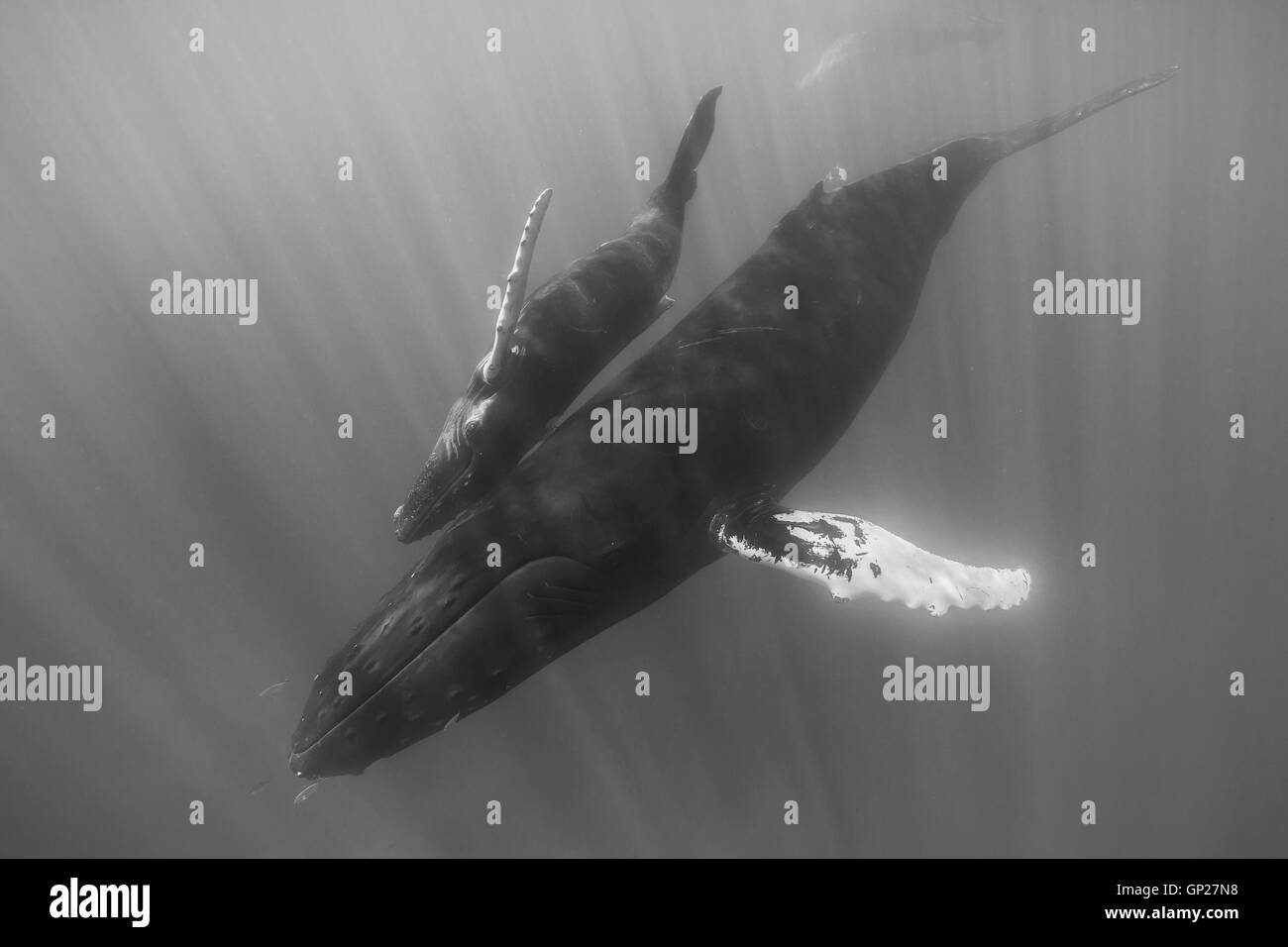 Humpback Whale, madre e del polpaccio, Megaptera novaeangliae, Banca d'argento, Oceano Atlantico, Repubblica Dominicana Foto Stock