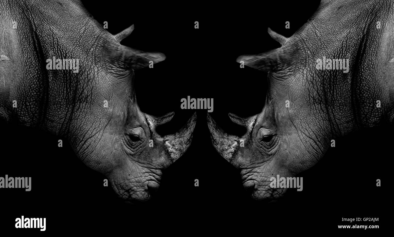 Rhino Foto Stock
