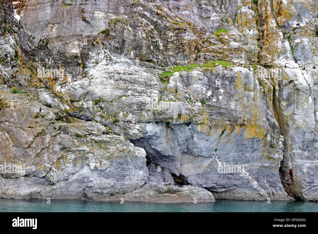 Kitiwake uccelli che nidificano sulle pareti rocciose Endicott braccio all'interno del passaggio a sud-est di Alaska USA Foto Stock