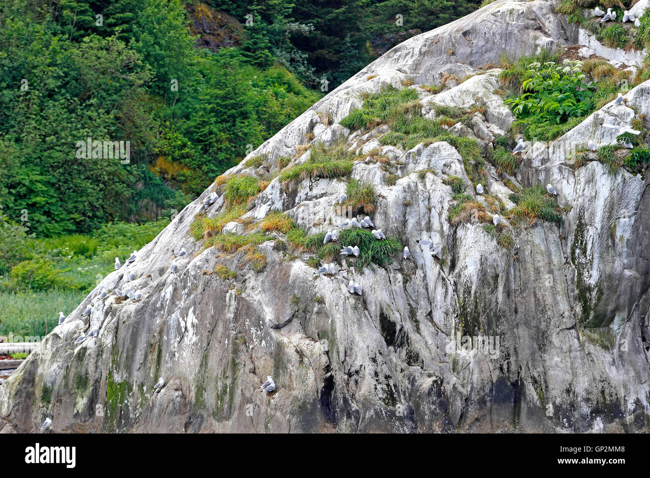 Uccelli Kitiwake area di nidificazione Misty Fjords National Monument all'interno del passaggio a sud-est di Alaska USA Foto Stock