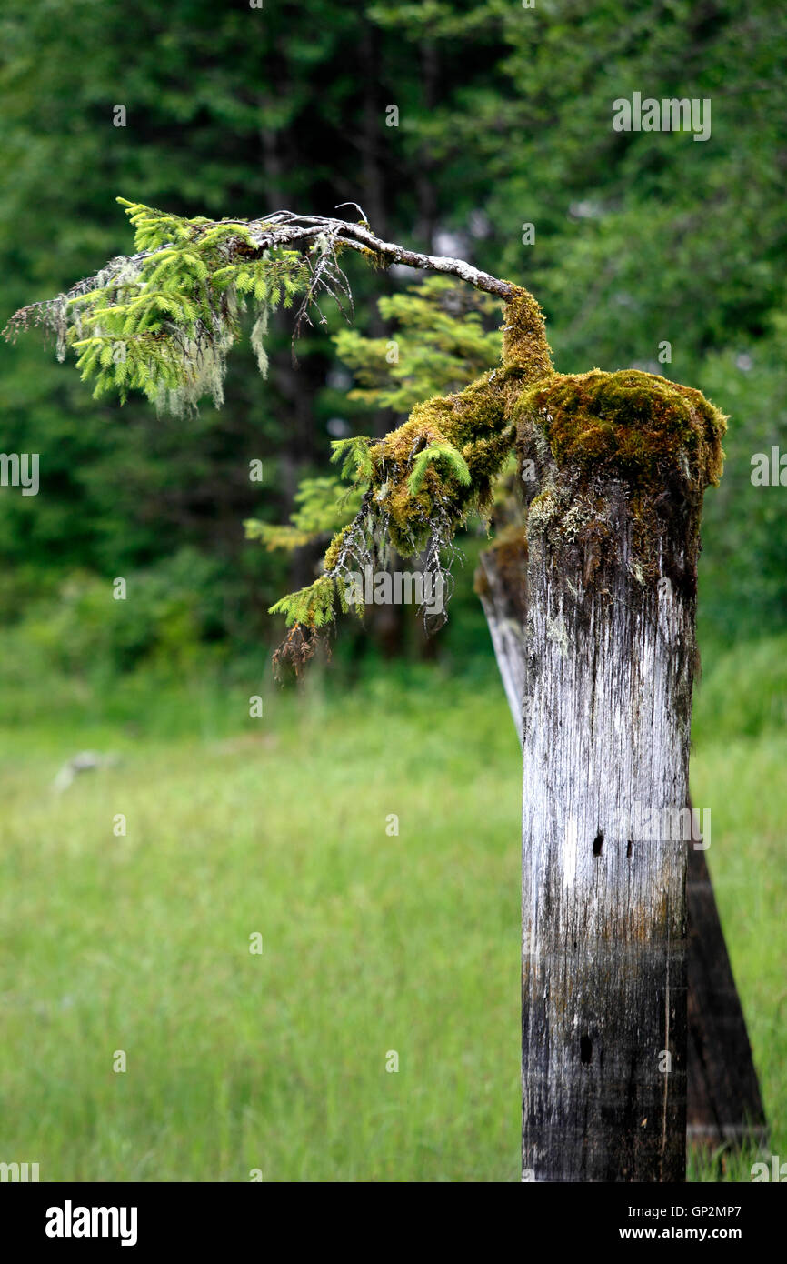 Sitka Spruce Vivaio Coltivazione su marino marcio palificate Wrangell Island all'interno del passaggio a sud-est di Alaska USA Foto Stock