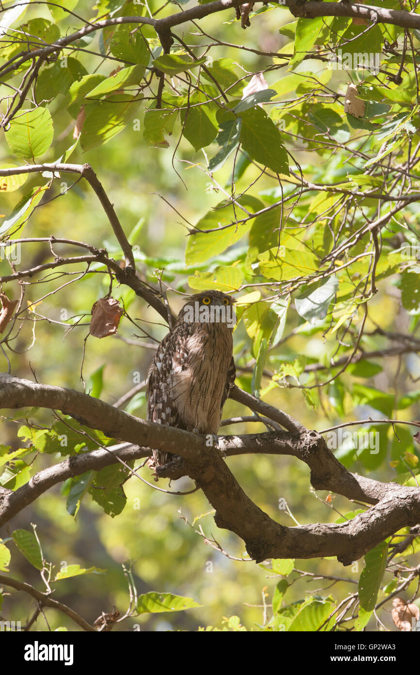 Il pesce marrone gufo appollaiato alla luce del sole in Jim Corbett Riserva della Tigre Foto Stock