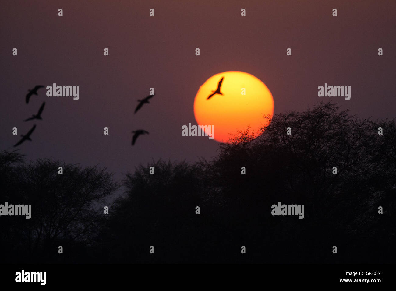 Silhouette di anatre e di altri uccelli durante il tramonto a Bharatpur Keoladeo il santuario degli uccelli del Patrimonio Mondiale UNESCO Foto Stock