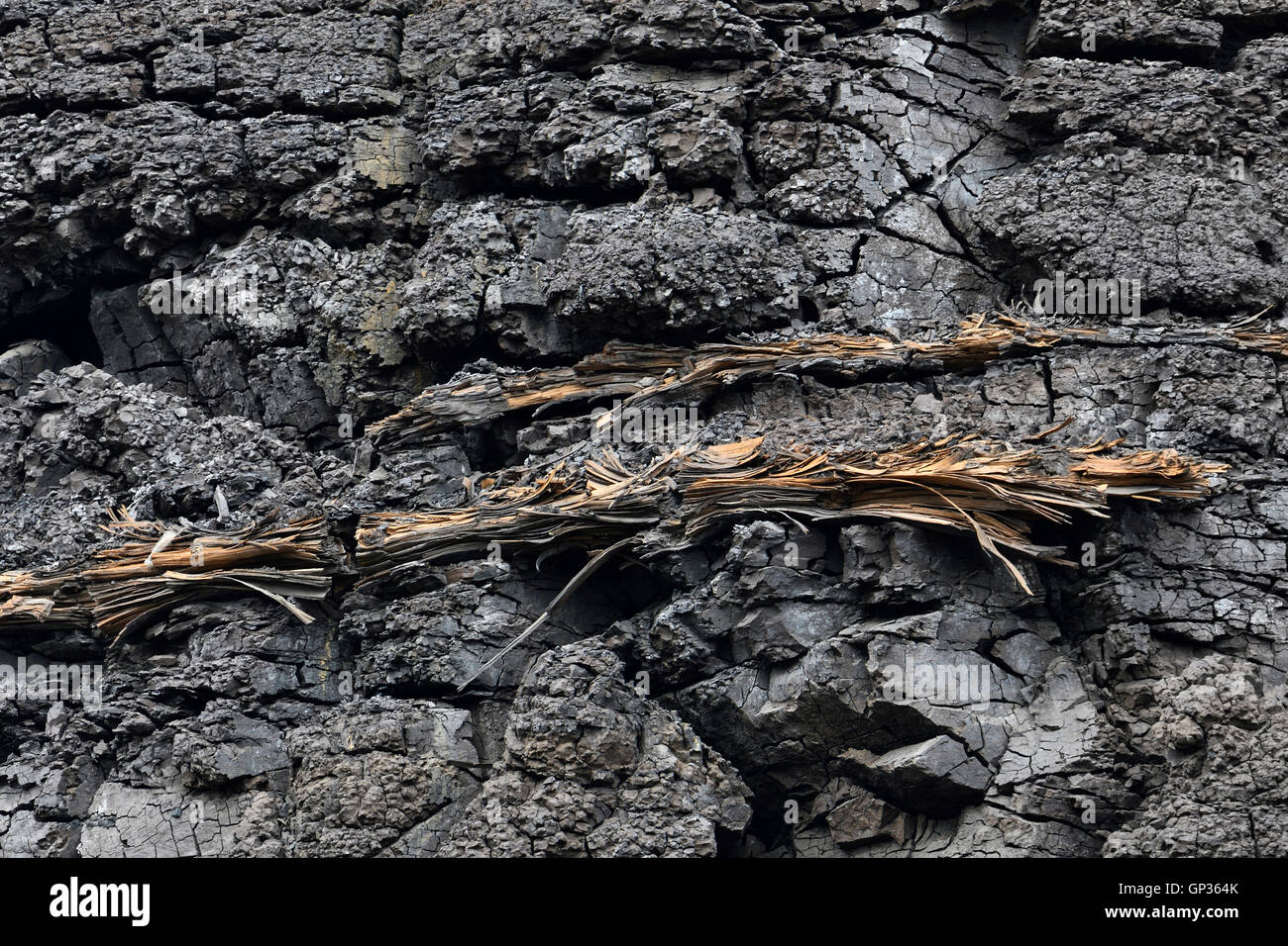 Lignite xiloide, legname fossile compresso in lignite / Fossile Holzstämme, Lignit, eingelagert a Braunkohle, Germania; Europa. Foto Stock