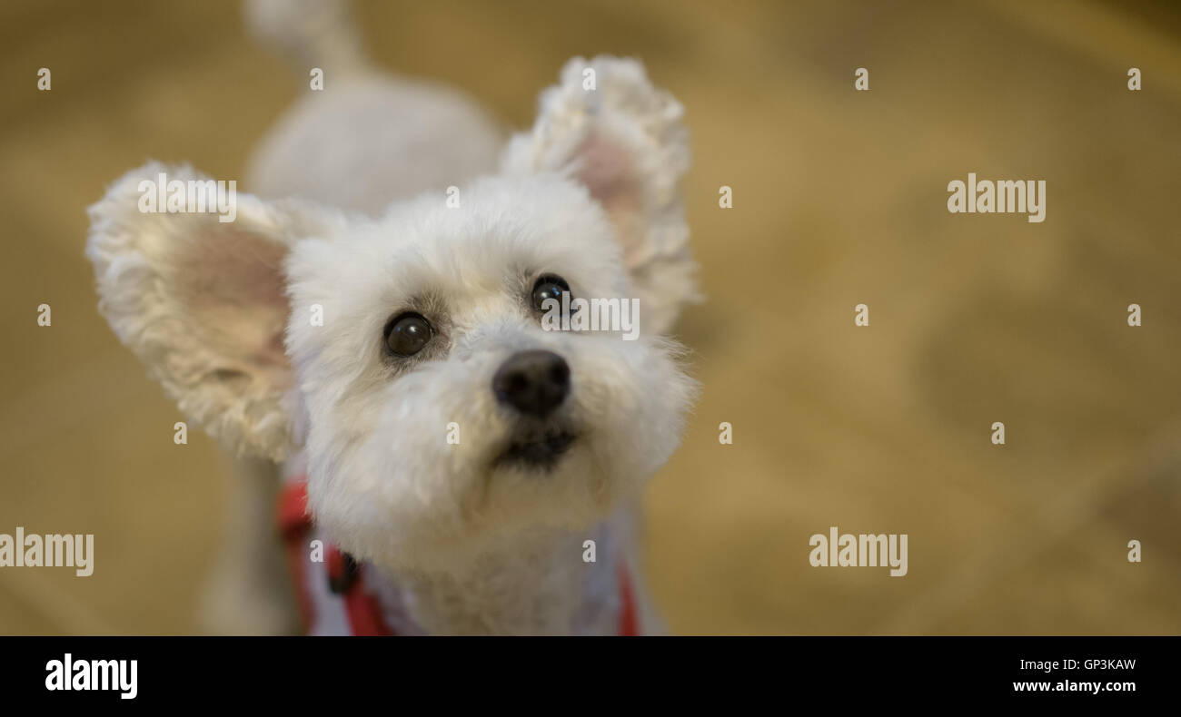 Carino e adorabile barboncino bianco cane con le orecchie. La messa a fuoco sugli occhi. Foto Stock