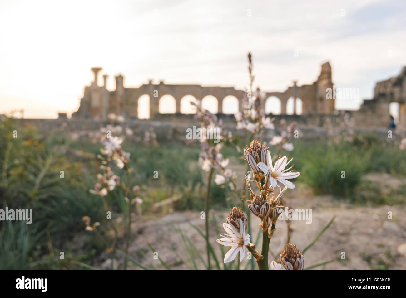 Fiore bianco e la Basilica, Volubilis, Marocco Foto Stock