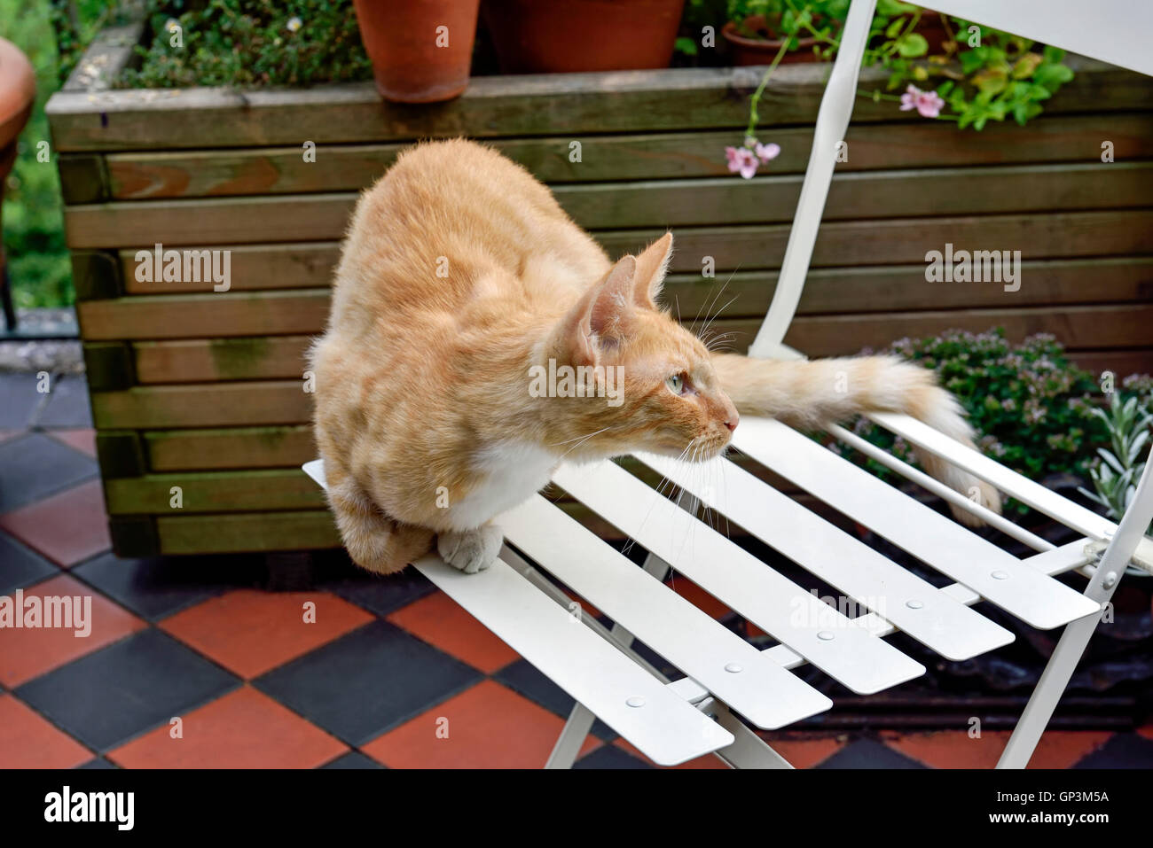 Iggy ginger cat con il bianco seduto sulla sedia da giardino Foto Stock