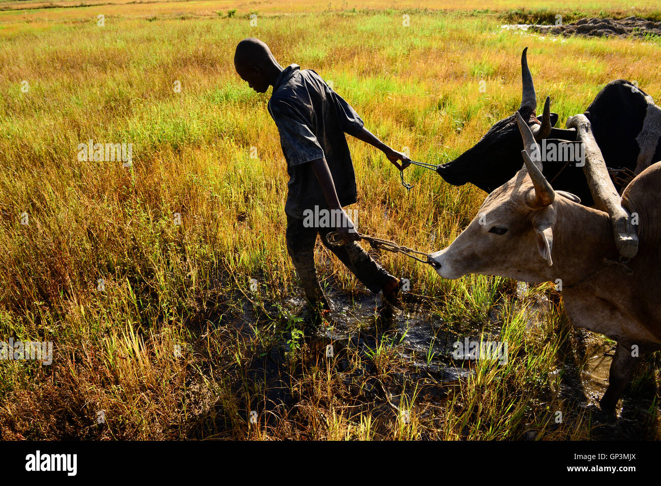 Il Burkina Faso, Bobo Dioulasso, villaggio Bama, la coltivazione del riso per la produzione di seme di ibrido, contadino con ox arare il terreno, due mucche con forcella in legno Foto Stock