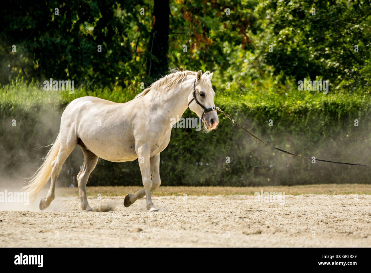 Lipizzaner Foto Stock