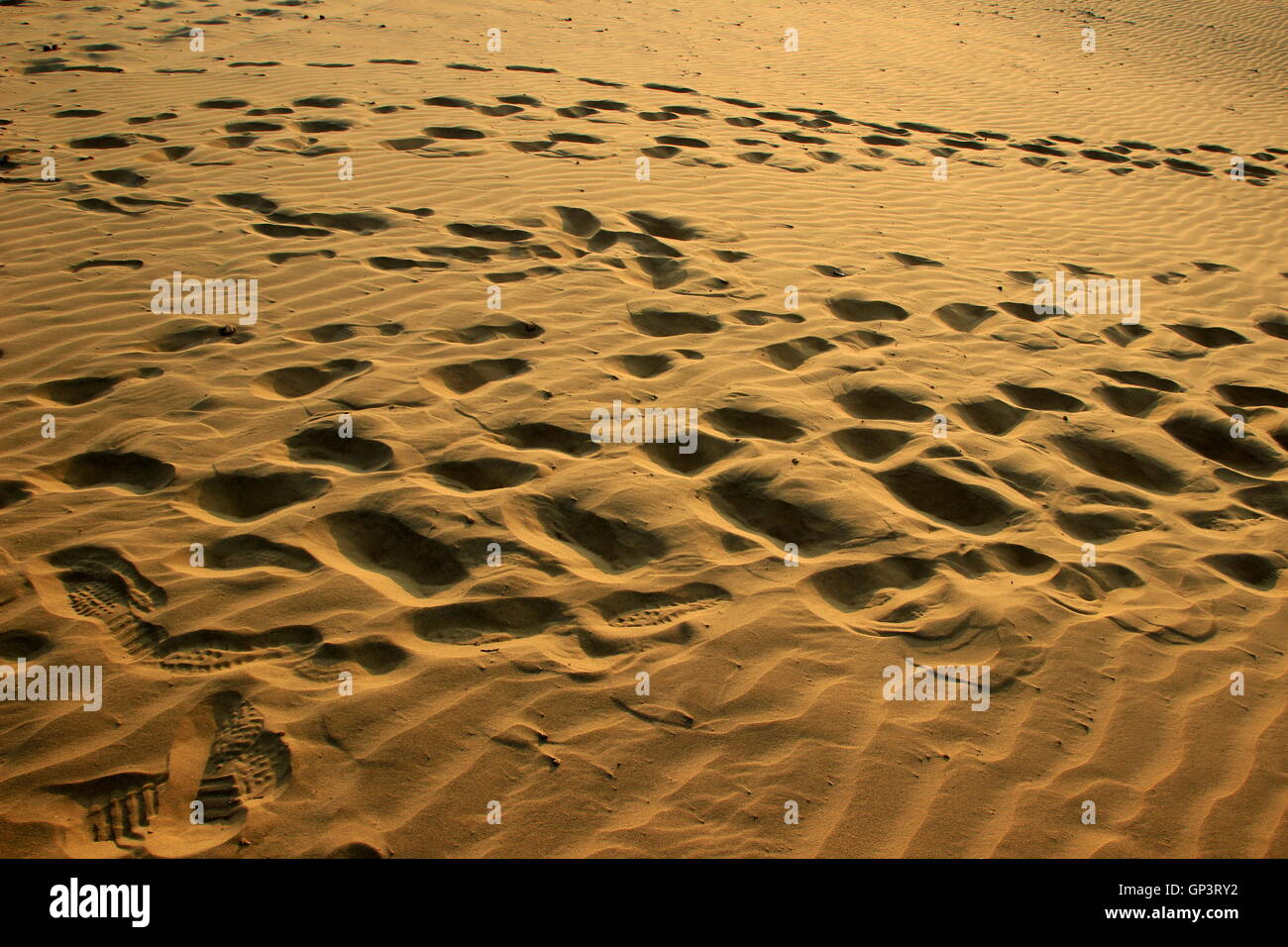 Sun imbevuto, Golden, fine, liscio come seta sabbia con impronte in Sam dune di sabbia, Jaisalmer, Rajasthan, India, Asia Foto Stock