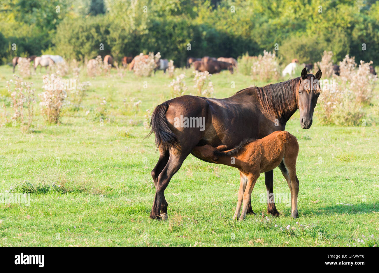 A mare si affianca il suo puledro Foto Stock