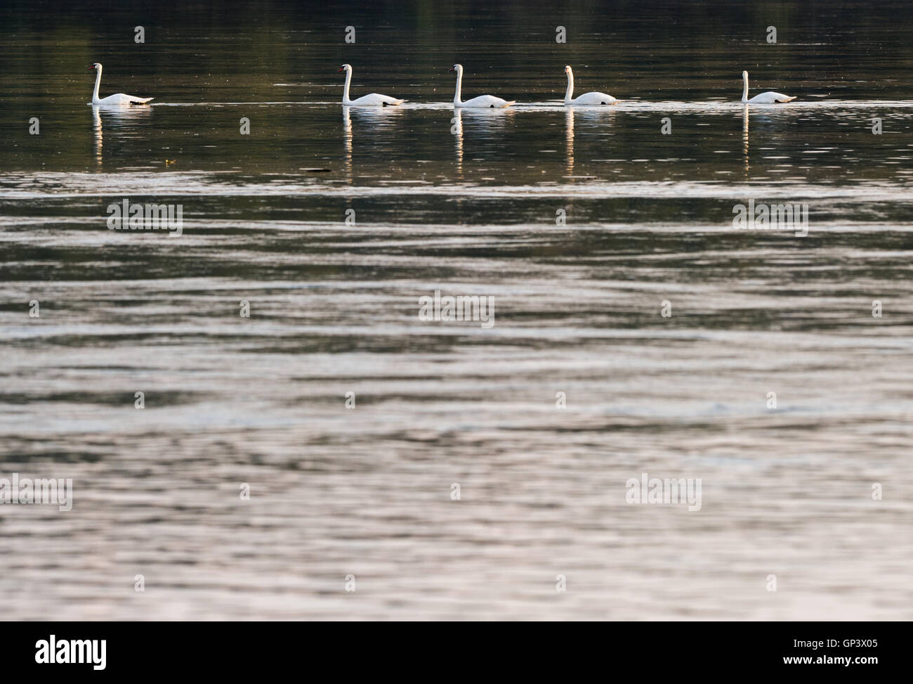 Il White Swan nuotare nel fiume Foto Stock