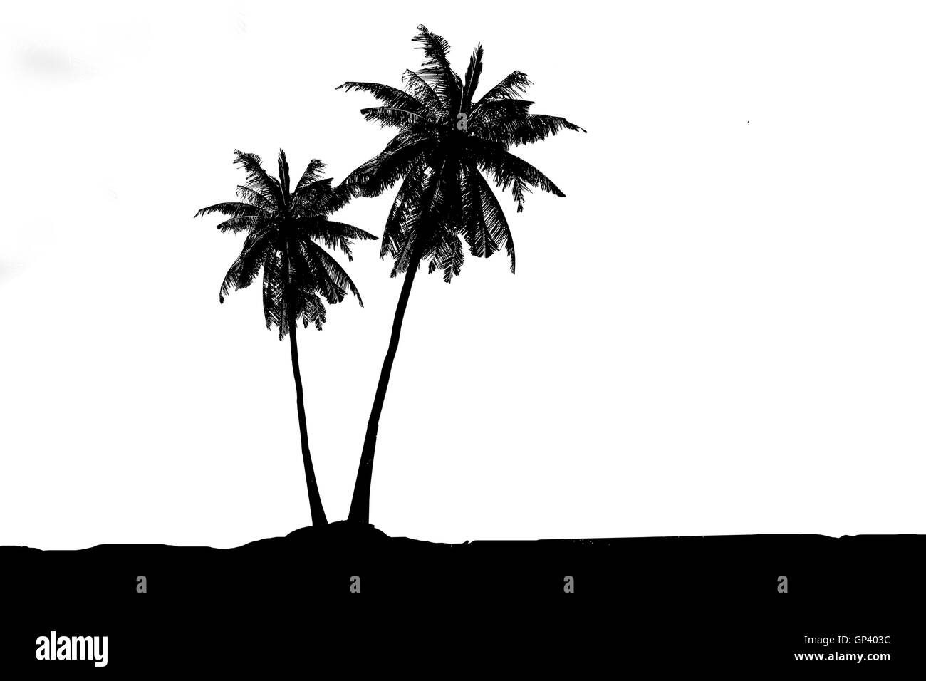 L'albero di cocco isolato sullo sfondo bianco. Foto Stock