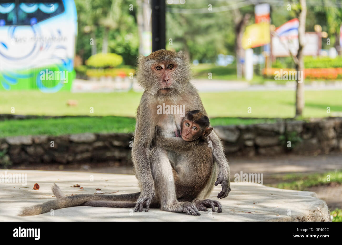 Monkey o ape è il nome comune del phylum chordate. Mammifero Foto Stock