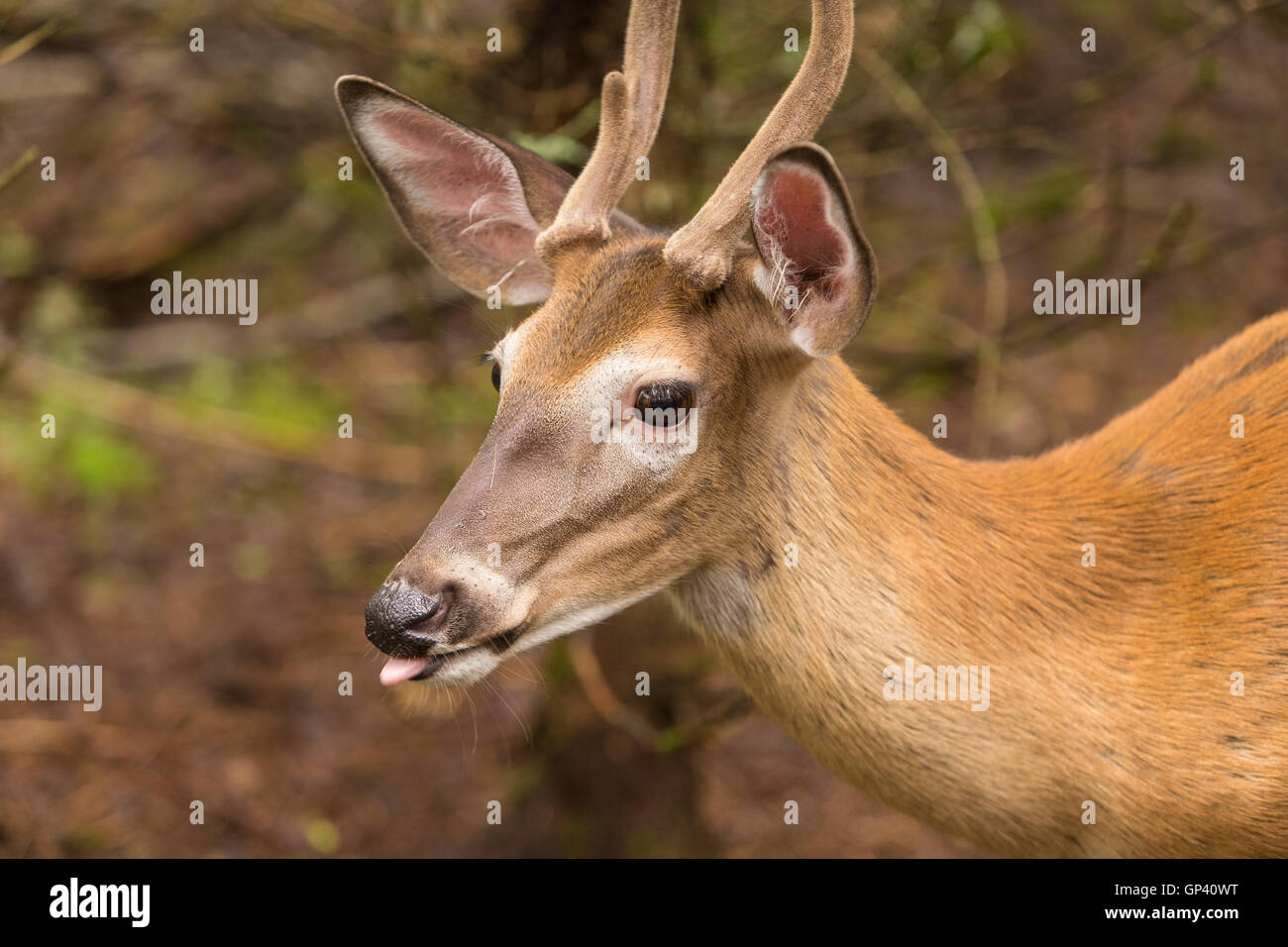 Un white-tailed deer, mammifero ruminanti appartenenti alla famiglia cervidae, è visto presso il Rifugio Pageau in Amos, giovedì 25 agosto Foto Stock