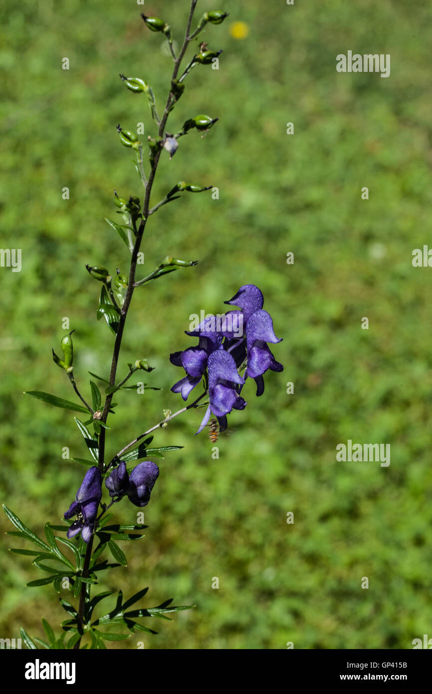 Aconitum napellus Foto Stock