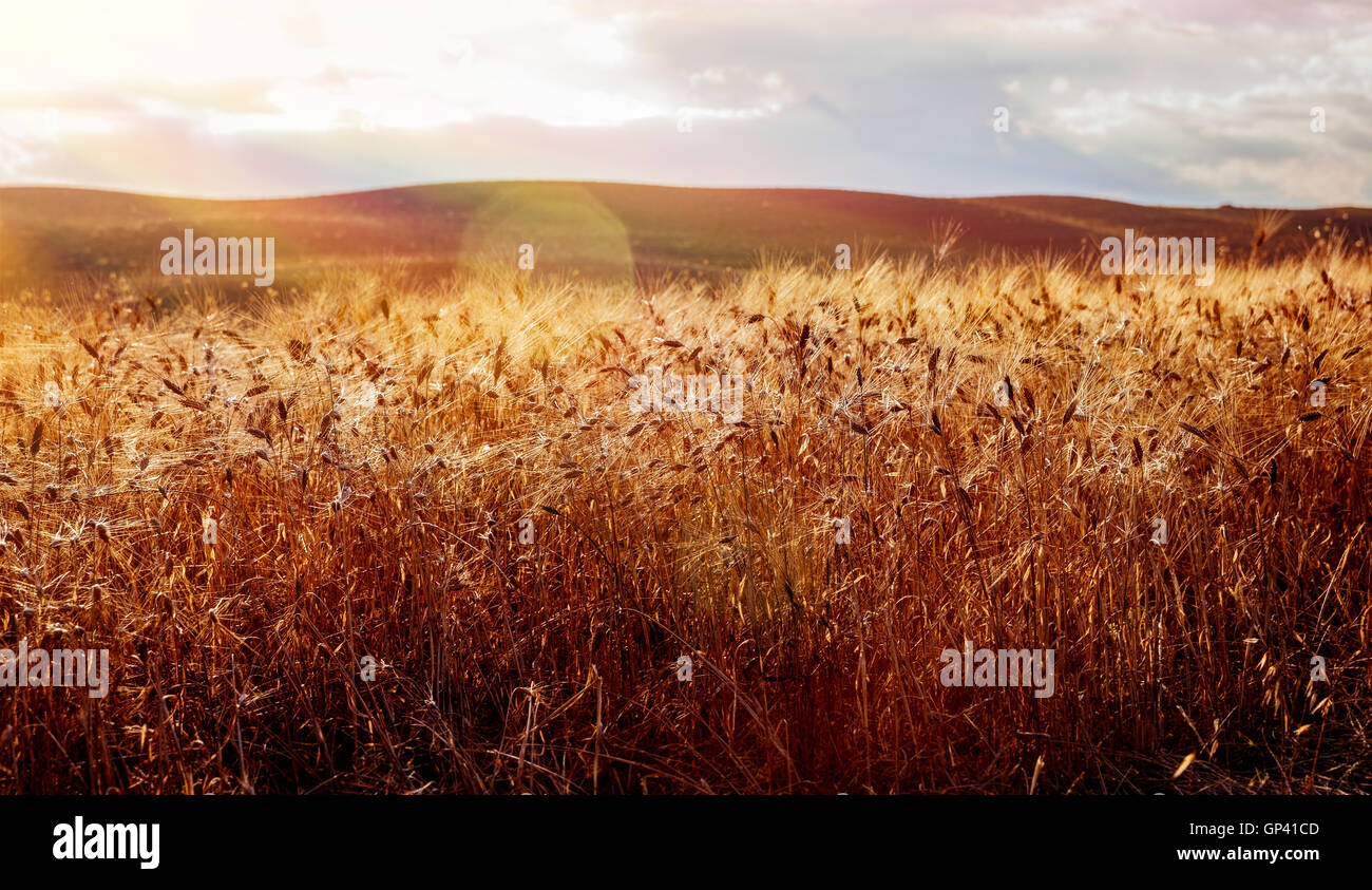 Lo splendido paesaggio di golden dry campo di grano in una luminosa giornata di sole, natura straordinaria di campagna, autunno stagione di raccolto Foto Stock