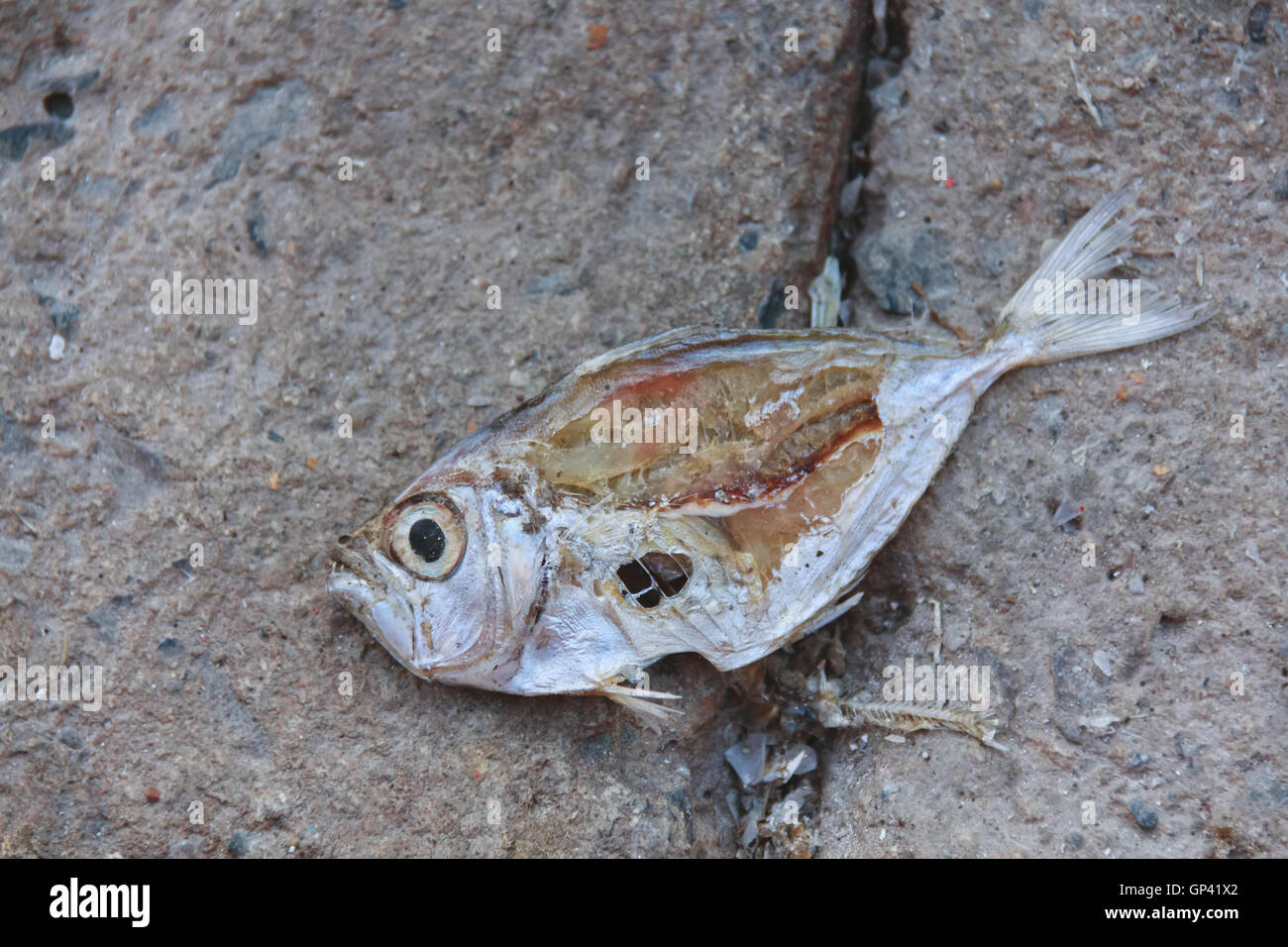I pescatori pescano pesce, piatti di pesce. E per la distribuzione Foto Stock