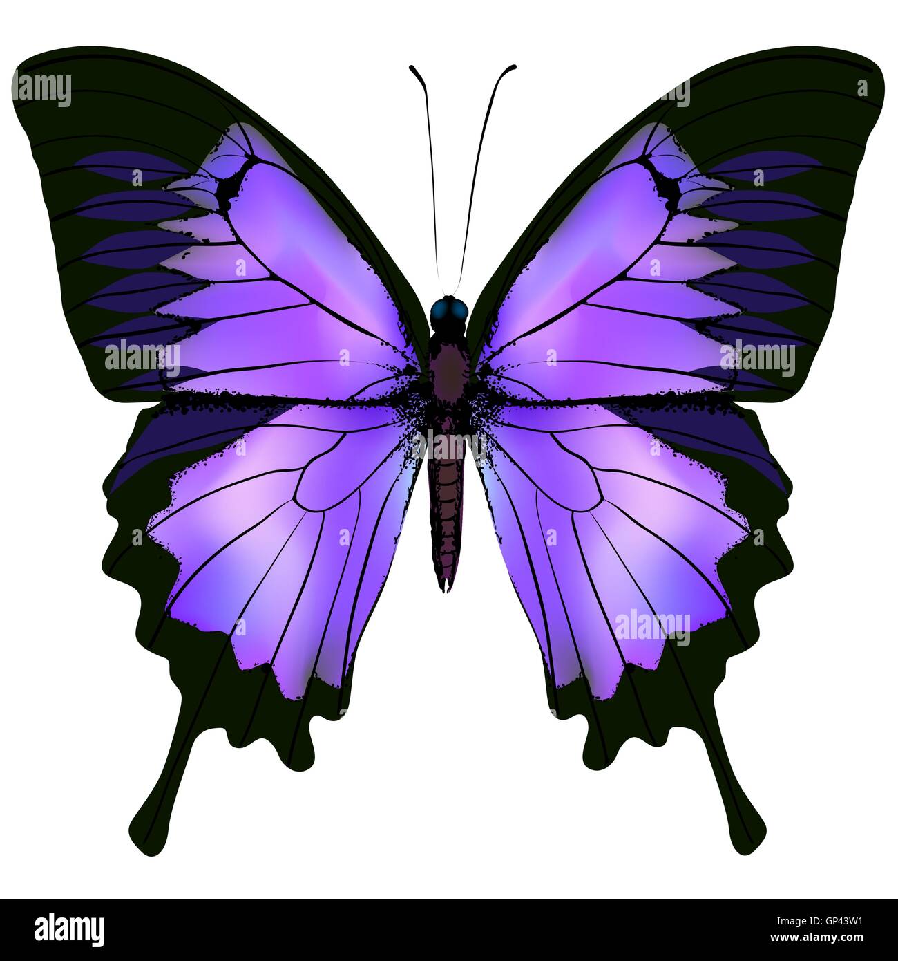Butterfly. Illustrazione vettoriale di un bel colore rosa e color porpora Illustrazione Vettoriale