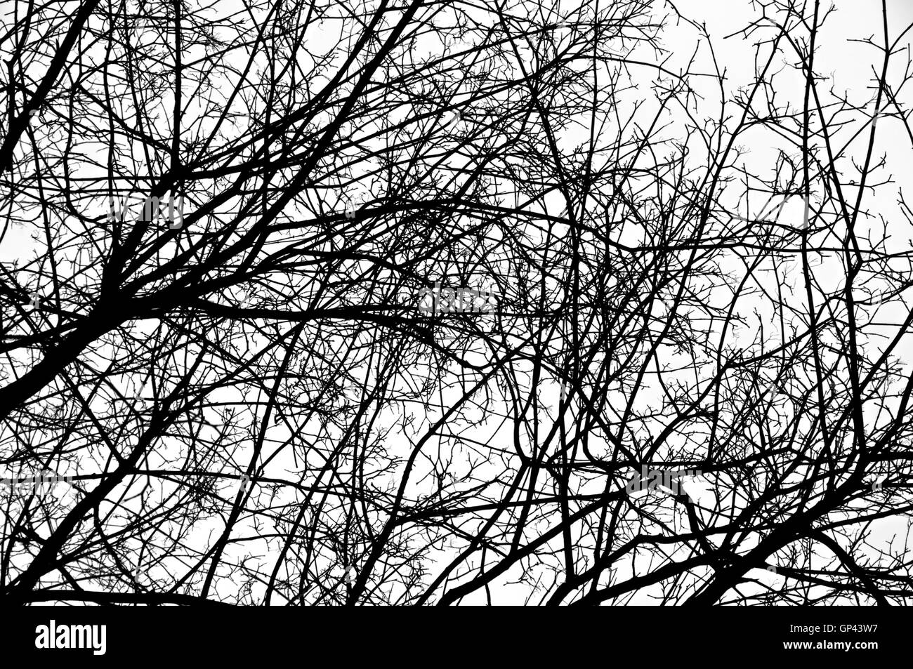 Mix scadente dei rami di alberi Foto Stock