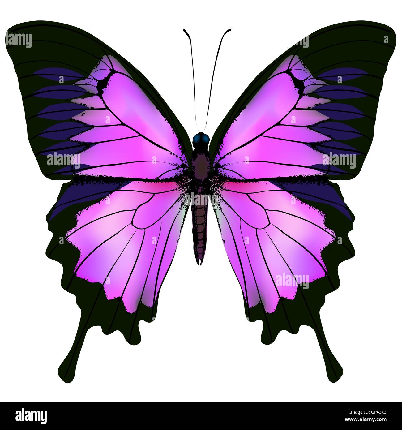 Butterfly. Illustrazione vettoriale di un bel colore rosa e color porpora Illustrazione Vettoriale