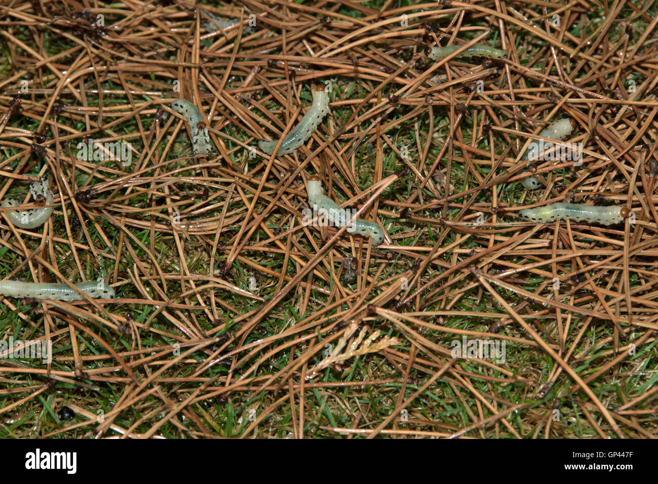Pinus mugo attaccato dalla Comunità pine sawfly caterpillar. Foto Stock