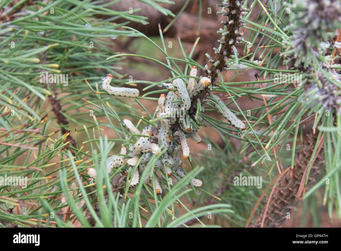 Pinus mugo attaccato dalla Comunità pine sawfly caterpillar. Foto Stock