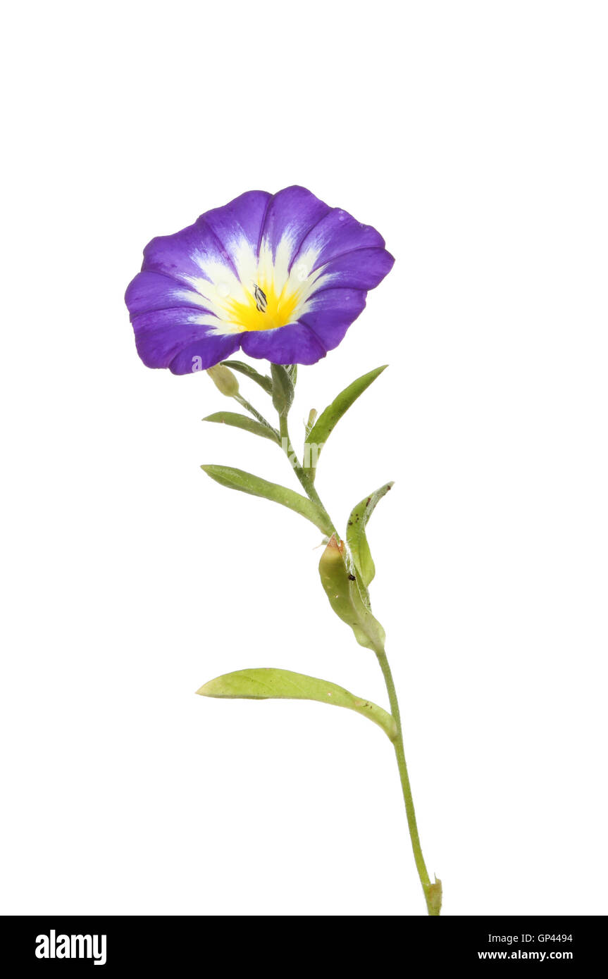 Convolvulus tricolore, Centinodia, fiori e fogliame isolata contro bianco Foto Stock