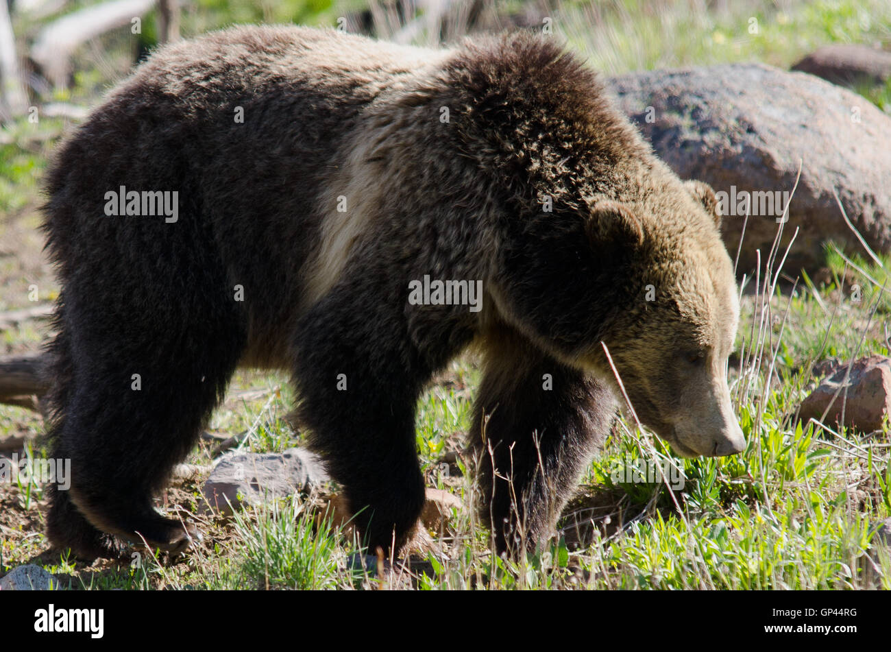 Un orso grizzly il roaming il bordo della foresta Foto Stock