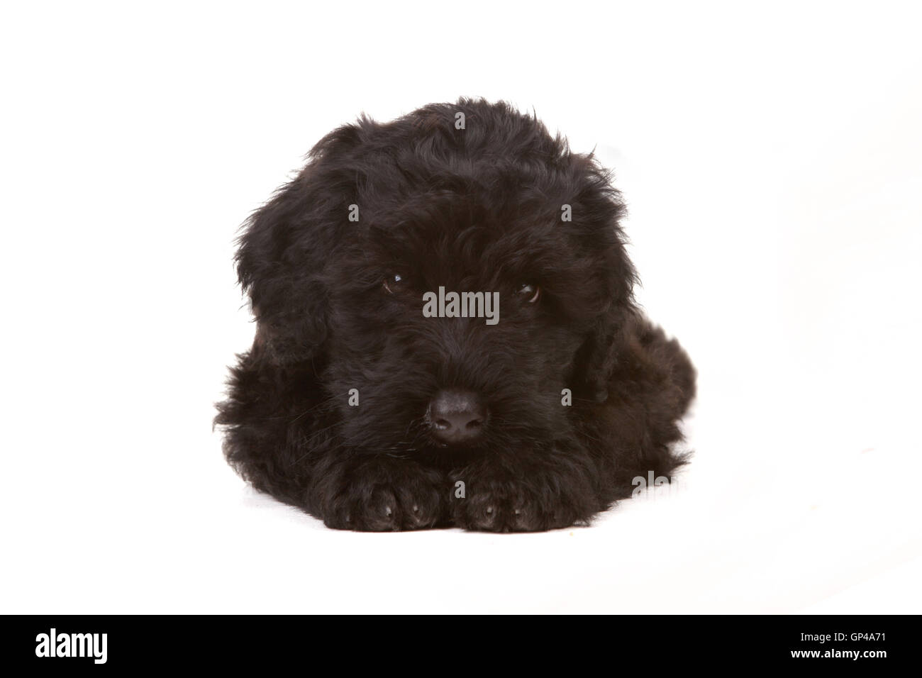 Little Black Russian Terrier cucciolo su sfondo bianco Foto Stock