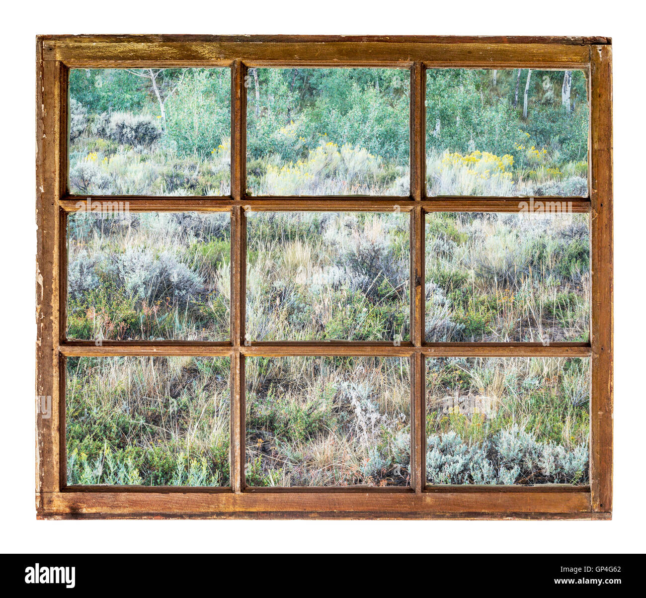 Tarda estate arazzo di Colorado aspen, fiori selvaggi e arbusti come si vede da una finestra ad anta della vecchia cabina Foto Stock