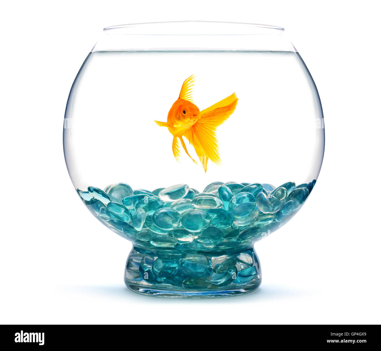 Oro di pesce in acquario Foto Stock