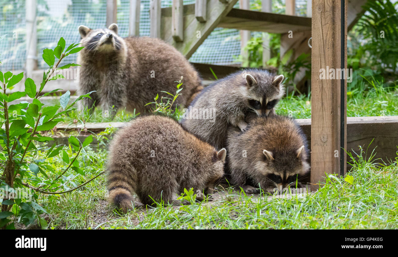 I giovani membri di raccoon (Procione lotor) famiglia socializzare e ricerca di cibo tratta vicino a un alimentatore in Eastern Ontario. Foto Stock